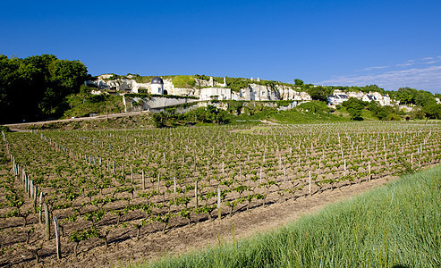 法国卢瓦尔谷葡萄园种植藤蔓酒业外观植物培育作物植被种植者生长图片