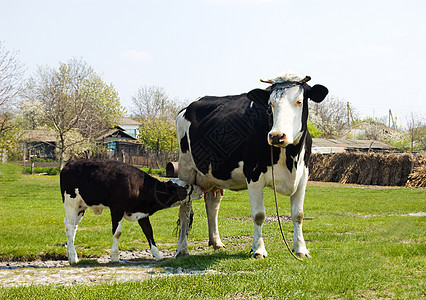 Calf 牛牛喂养图片