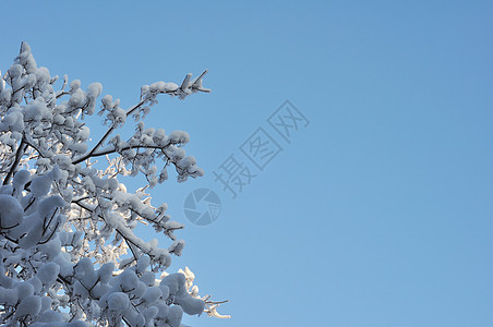 积雪冰雪 树枝上的冰雪公园冰柱天空季节雪花场景照片冻结森林木头图片