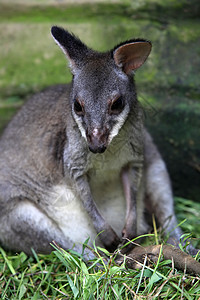 澳大利亚袋鼠荒野野生动物动物园哺乳动物动物灰色图片