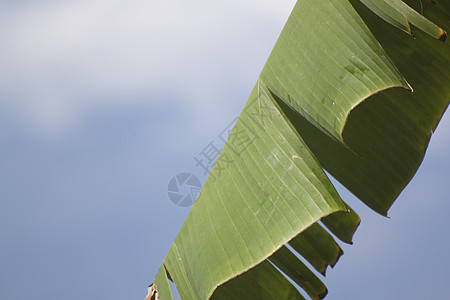 蓝天背景下的热带热带植物农村农场远景场景太阳场地天空天气牧场蓝色图片