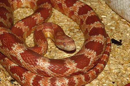玉米蛇潘特罗菲斯直肠动物脊椎动物黄色红色橙子棕色白色爬虫灰色法器图片