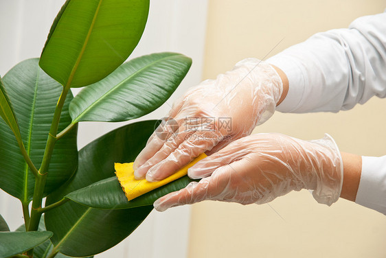 清扫金刚石花店植物学花盆女性女孩园艺手套衬套房子女士图片