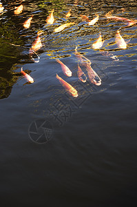 科伊鱼风水池塘花园橙子水池图片