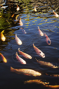 科伊鱼池塘风水水池花园橙子图片