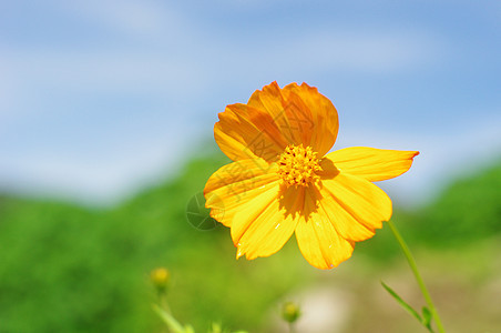 花农村生长植物乡村天性阳光太阳图片