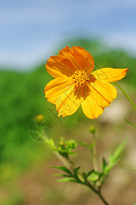 花农村生长天性植物乡村阳光太阳图片