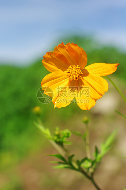 花农村生长天性植物乡村阳光太阳图片