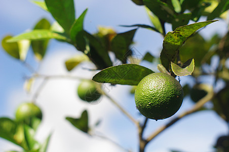 石灰水果收成农业圆形生长叶子柠檬绿色种植植物酸橙图片