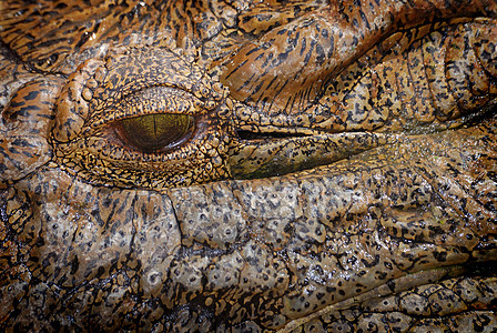 鳄鱼眼荒野动物眼睛危险食肉爬虫捕食者猎人野生动物皮肤图片