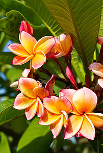 美丽的橙色花朵花园植物情调温泉热带花瓣香水橙子槐树香味图片