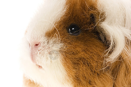 白底白皮上孤立的小白猪生活毛皮头发哺乳动物豚鼠动物叶子宠物仓鼠鼻子图片
