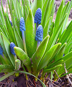 春花植物蓝色植物群花园衬套花朵植物学绿色背景图片
