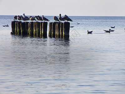 海 隔水和海鸥藻类鸟类云纹波浪海滩图片
