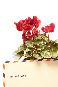 烟花礼物叶子邮件花园花束花瓣植物仙客植物群美丽图片