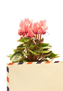 烟花花园植物美丽仙客邮件花束花瓣礼物植物群叶子图片