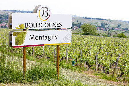 法国伯根迪地区葡萄园位置种植外观栽培国家世界藤蔓葡萄农业乡村图片