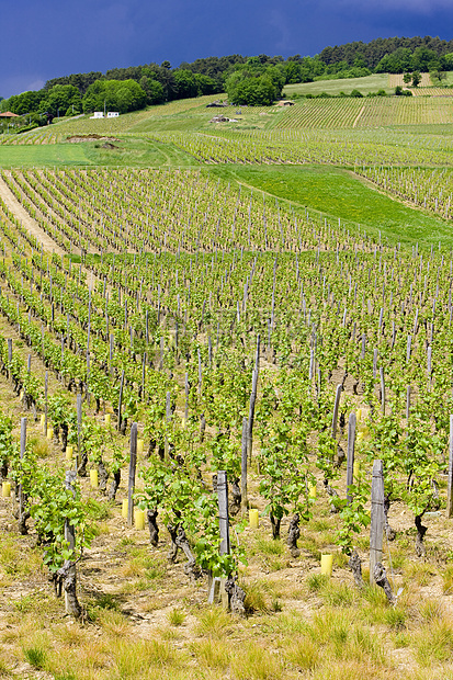 法国伯根迪Ig附近地区的葡萄园旅行葡萄植被种植者外观植物群饲养生长国家作物图片