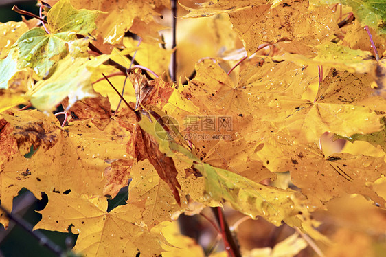 秋季高山季节树叶植物公园木头叶子森林红色黄色图片