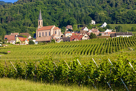 法国阿尔萨斯农村葡萄教堂乡村农业旅行位置葡萄园世界栽培图片