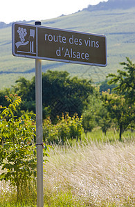法国阿尔萨斯 Alsace葡萄园酒业栽培乡村位置世界葡萄国家外观旅行图片