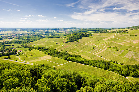 沙隆城堡附近的葡萄园 Jura区农业生产植物群旅行沙龙植被栽培作物植物学农村图片