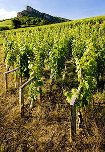 与葡萄园 法国伯根迪风景酒业栽培国家植物生产农业考古学葡萄饲养图片