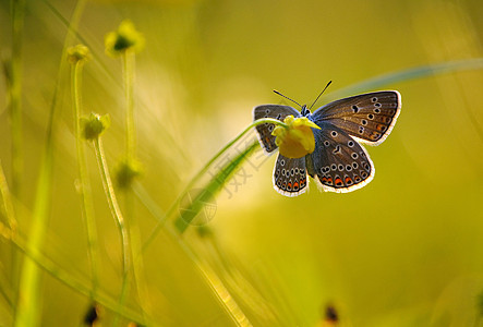 美丽的夜晚花园太阳昆虫蝴蝶眼睛男性阳光日光草地植物图片