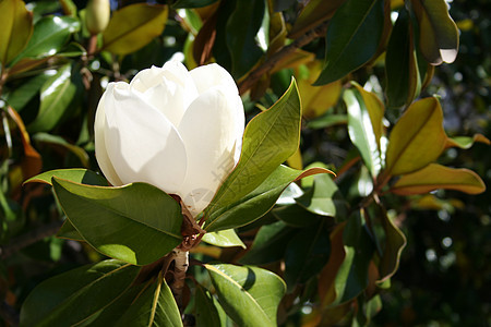 马木兰树叶植物群公园植物学花瓣白色绿色植物玉兰花园图片