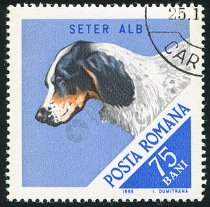 猎犬邮件宠物信封邮戳集邮明信片犬类哺乳动物动物古董图片