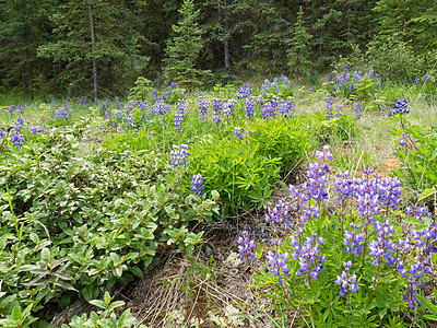 在北冰洋森林中盛开的北极狼紫色荒野森林传单植物学野花植物植物群北极熊蓝色图片