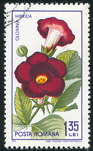 浮度历史性植物学植物群海豹岩桐邮票信封邮资集邮植物图片