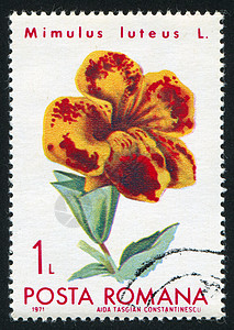 米穆卢斯(Mimulus)图片