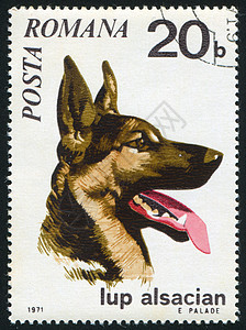 德国牧羊人哺乳动物宠物历史性集邮毛皮古董邮件动物犬类明信片图片