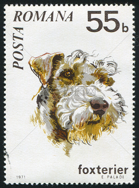 狐狸战舰哺乳动物小猎犬动物历史性海豹犬类信封邮资古董宠物图片