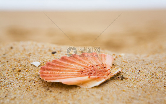 沙滩上的壳全景海岸线边缘沙丘享受自由动物脊椎动物旅游太阳图片