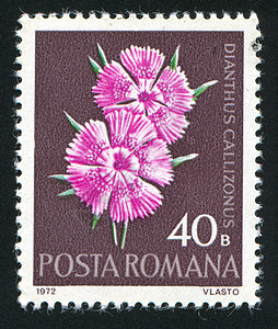 粉红色花朵邮票植物学邮资海豹明信片粉色历史性植物群邮件信封图片