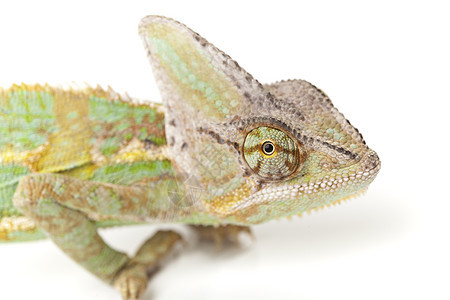 美丽的大变色素叶子颜色绿色效果脊椎动物蜥蜴爬虫动物色彩纹理图片