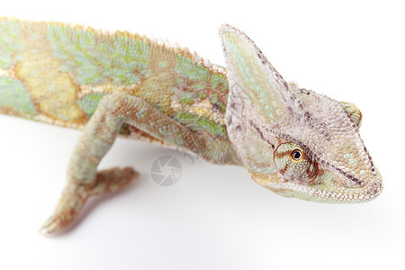 美丽的变色素爬虫颜色蜥蜴脊椎动物绿色主题效果动物叶子色彩背景图片