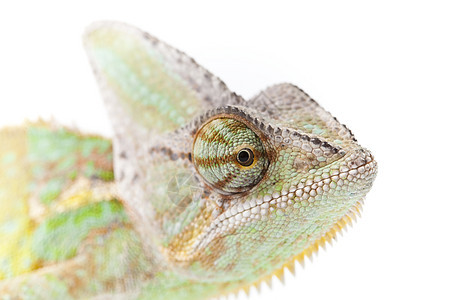 美丽的大变色素纹理蜥蜴叶子效果绿色红色脊椎动物动物主题爬虫图片
