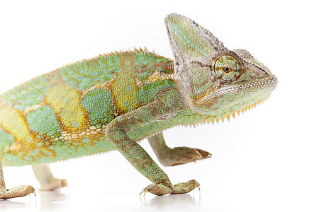 美丽的变色素动物绿色红色蜥蜴纹理主题颜色脊椎动物爬虫色彩图片