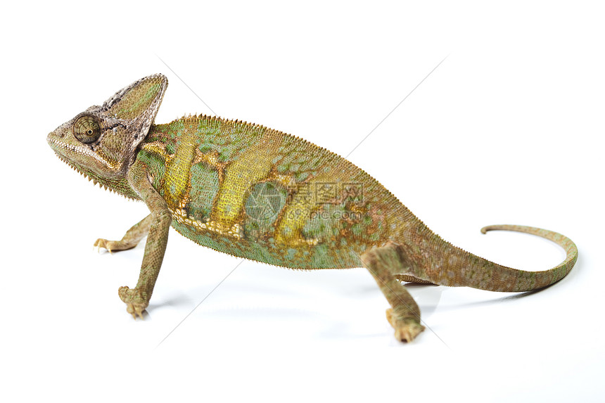 美丽的大变色素爬虫红色绿色蜥蜴动物色彩脊椎动物效果叶子纹理图片