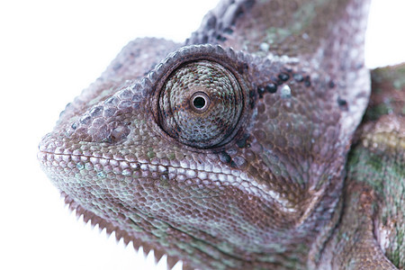 美丽的变色素色彩爬虫颜色红色叶子主题蜥蜴绿色纹理脊椎动物图片