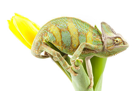 变色素颜色动物主题叶子红色纹理脊椎动物绿色蜥蜴色彩图片