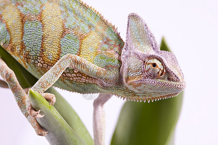美丽的大变色素蜥蜴主题脊椎动物叶子爬虫绿色色彩纹理动物颜色图片