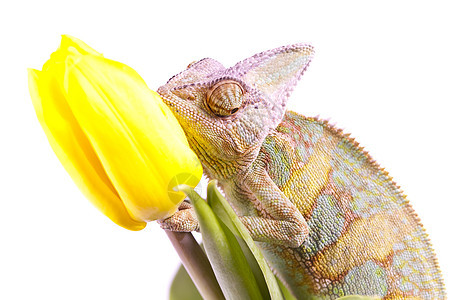 变色素爬虫效果动物主题叶子绿色红色色彩脊椎动物纹理图片