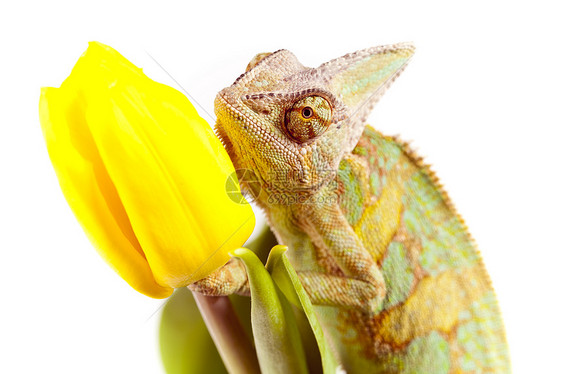 美丽的大变色素叶子蜥蜴主题绿色动物脊椎动物效果色彩颜色纹理图片