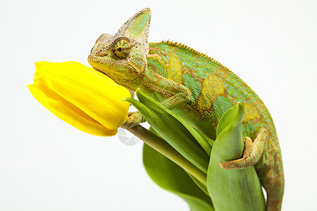 美丽的大变色素蜥蜴效果纹理绿色色彩脊椎动物动物叶子爬虫红色图片