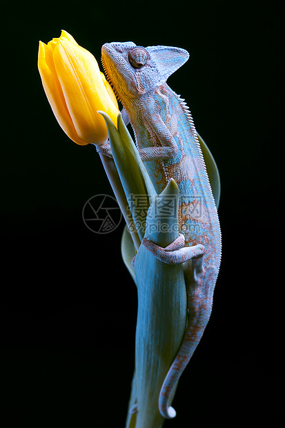 美丽的变色素叶子色彩主题效果蜥蜴红色颜色动物纹理脊椎动物图片