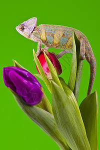 美丽的大变色素爬虫效果脊椎动物红色叶子主题颜色动物纹理色彩图片